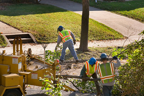 Trusted Cleveland, OH  Tree Services Experts